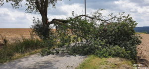 Einsatz 33 2020 Baum auf Fahrbahn_Beitragsbild