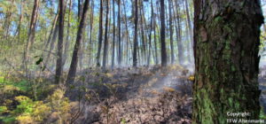 Einsatz 15 2022 Waldbrand Traitsching (1) - Beitragsbild