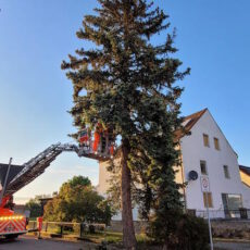 Einsatz 17 2024 Baum Blitzschlag Michelsdorf Beitrittsbild